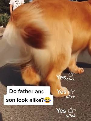 A post by @cutepetchannel on TikTok caption: Do they look alike?😄#lovelypet #petslover #doggy #goldrenretriever #cutepets #doglovers #cutepets #dogs #fyp