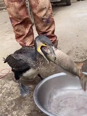 A post by @ospreyoo on TikTok caption: Oh,my god.is this all swallowable #foryou #bird #osprey #tiktok #ohmygod