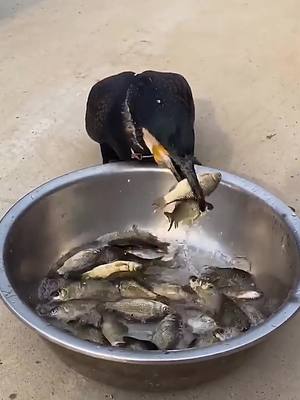 A post by @ospreyoo on TikTok caption: It’s too fast to eat fish!#foryou #bird #osprey #eagle #tiktok