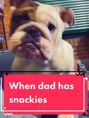 A post by @harveytheenglishbulldog on TikTok caption: When dad uses snackies to “tRaiN mE” Like am I da circus aminal?! #PupPeroniShuffle #GetReadyWithOldSpice #ThisorThatSBLV #puppy #foryoupage #fyp #fy