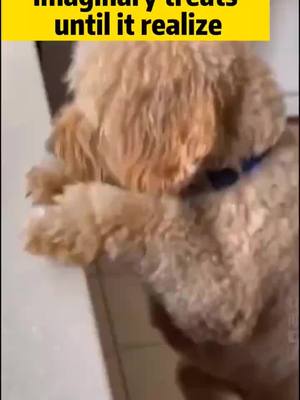 A post by @cutecnd on TikTok caption: cute#dogs #pets #foryou #funny