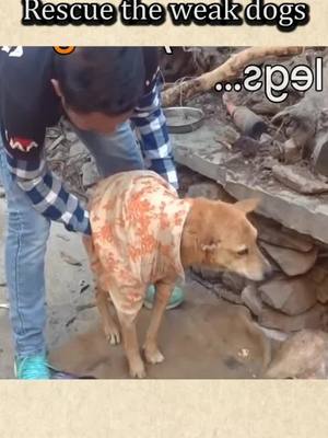 A post by @animalrescueteam8 on TikTok caption: #rescue #animals #dog #foryou #foryoupage