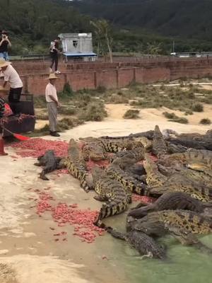 A post by @balloon_god on TikTok caption: #crocodile #fierce #feeding