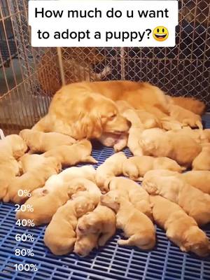 A post by @cutepetchannel on TikTok caption: How much do u want to adopt one?😜#puppy #pet #cutepets #goldrenretriever #lovelypet #dogs #puppylove #petslover #fyp #goldrenretriever