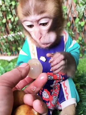 A post by @xin20160506 on TikTok caption: #monkey