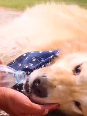 A post by @lonelygoldenretriever on TikTok caption: 🥺🐶#duets #duet #foryou #dogs #fyp  #animals #dogs #dog #dogbabies