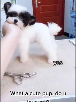 A post by @xiahanjiu01 on TikTok caption: #foryou #dogsoftiktok #dog #puppy