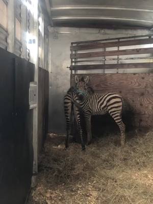 A post by @mugsbee on TikTok caption: Baby zebras😀!