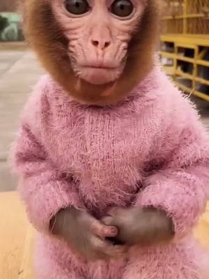 A post by @xin20160506 on TikTok caption: #monkey