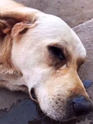 A post by @lonelygoldenretriever on TikTok caption: Why are you calling me names?#duets #foryou #duet #fyp #dogs #animals #dog #dogbabies