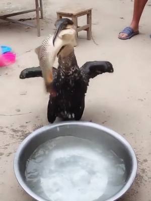 A post by @ospreyoo on TikTok caption: #foryou #eagle #ohmygod #bird #osprey #tiktok #osprey