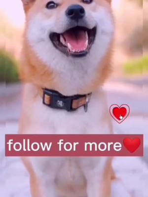 A post by @lonelygoldenretriever on TikTok caption: #duets #foryou #duet #fyp #dogs #animals #dogbabies  #dog