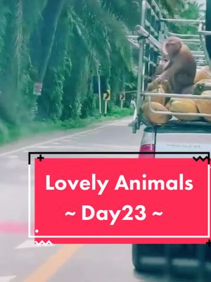 A post by @tavares2252 on TikTok caption: Ride with me. amigos y amigas. 🥰🥰🥰😚 #monkey #animal #animallover #funnyvideos #fyp #funnyvideos