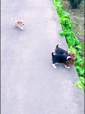 A post by @xiahanjiu01 on TikTok caption: #pet #catsoftiktok #cat