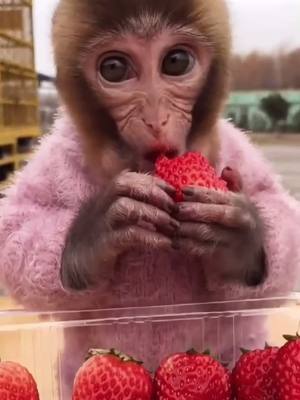 A post by @xin20160506 on TikTok caption: #monkey