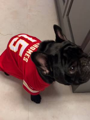 A post by @teddy_french on TikTok caption: Teddy is Super Bowl ready! Let’s go Chiefs!#chiefskingdom #runitback #Super Bowl #fightforyourright