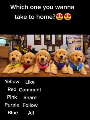 A post by @cutepetchannel on TikTok caption: Choose one 😉#puppy #fyp #petslover #dogs #petslover #goldrenretriever #goldrenretriever #doggy #doglovers