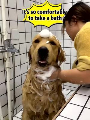 A post by @lonelygoldenretriever on TikTok caption: #foryou #duet #dogs #animals #fyp #dog #dogbabies