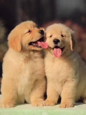 A post by @lonelygoldenretriever on TikTok caption: 🐶❤️🐶#foryou #duet #dogs #animals #fyp #dog #dogbabies #thisorthatsblv