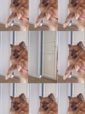 A post by @spitzcuties on TikTok caption: Chicken wing chicken wing 🐶 #dog #chickenwingchickenwing #puppy #cute #dance #dancingdog #fyp #foryoupage