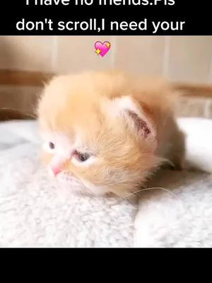 A post by @catcute9 on TikTok caption: #catsoftiktok #foryou #cat