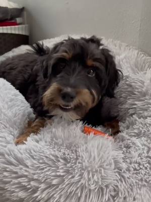 A post by @zuritheaussiedoodle on TikTok caption: How’s it so ✨crisp✨#asmr #aussiedoodle #zuridoodle #satisfying