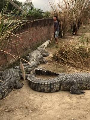 A post by @balloon_god on TikTok caption: #crocodile