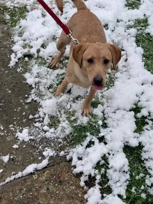 A post by @doggieplay4 on TikTok caption: Flo in the snow lol playing around lol#doggieplay4 #Bossit2021 #dogs #snow