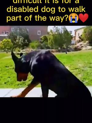 A post by @liuxingen2 on TikTok caption: #dog #touching #bright #duet #fyp #tiktokindia