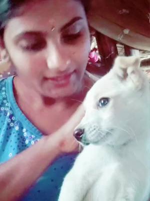 A post by @kingqueenloveubujji on TikTok caption: #tiktok_with_my_pet #nani_comedy_dialouge #viraal_video_trending_tiktok #follow_for_more #