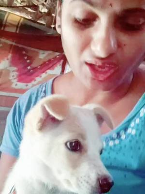 A post by @kingqueenloveubujji on TikTok caption: #aarya2 #tiktok_with_my_pet #veedu_peddha_yedhava #trending #follow_for_more #