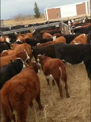 A post by @halnixdorff on TikTok caption: Bringing the last group home this fall....let's do it all over again #cows #hereford #cowboy #ranch #cattlemen #beef #rancher