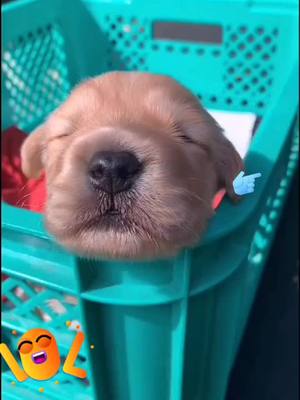 A post by @lonelygoldenretriever on TikTok caption: #foryou #duet #dogs #animals #fyp #dog #dogbabies #thisorthatsblv #dogbabys