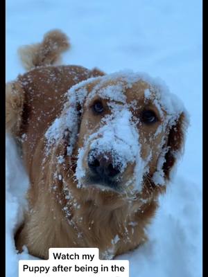 A post by @fluffybaobao on TikTok caption: Little baby all covered in snow 🐶❄️