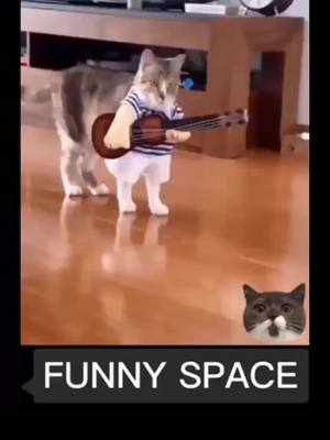 A post by @lijieren on TikTok caption: #duet with @funnyspaceforyou OMG 😯 so cute 😻😻❤️🐈🙏#cat #fyp #cute #catlover #pet