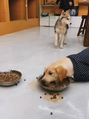 A post by @cutecnd on TikTok caption: Hungry.haa#foryou #doggy #pet #funny @petyyyyyybigfansgroup