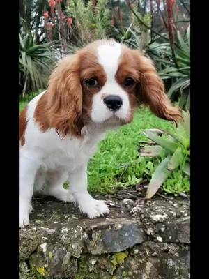 A post by @cavalierkingcookie on TikTok caption: Qual a foto mais bonita?🥰 #fyp #foryou #foryourpage #cachorro #caes #animais#dogs #dogsoftiktok #pet #cavalier #portugal #brasil