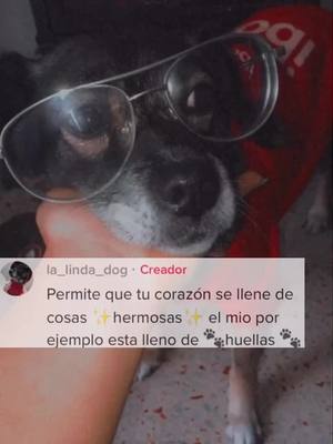 A post by @la_linda_dog on TikTok caption: #frasesaesthetic