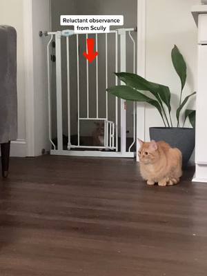 A post by @life_with_5cats on TikTok caption: Horatio still unsure of being buddies with @good.job.juno #puppyandcats #lifewithcats #newbrother #goodjobjuno #horatio