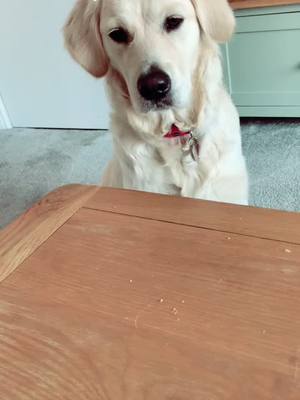 A post by @goldengirlbarley on TikTok caption: Fussy dog rates snacks 🐾 #goldenretriever #dog #food #ratethat #dogsoftiktok #fyp #foryou