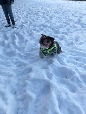 A post by @life.of.fred.and.barney on TikTok caption: Snow cute 🤍❄️ #fredthebulldog #dogsoftiktok #puppy #viral #englishbulldog #fyp #snowplough