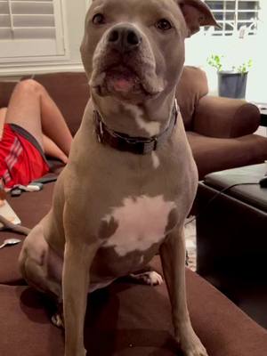 A post by @astrid_the_turd on TikTok caption: The Astrid what-you-want-face. Also she waves hi! #dogsoftiktok #pitbullsoftiktok #dogdrool #dogchallenge #doggo #doggosdoingthings