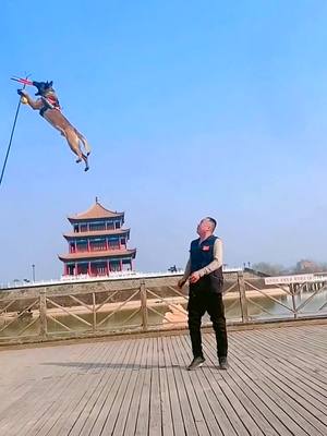 A post by @liuxingen5 on TikTok caption: #flyingdog #dogs #superdogs #pets #duet