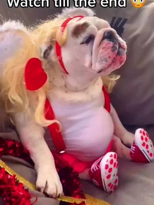 A post by @ipuppypaws on TikTok caption: I’m Mr.Steal your girl❤️✌🏻(IG:eggnogthebulldog)(Follow amazing artist @markhamiltonsmusic )#TooCold #dog #dogsoftiktok