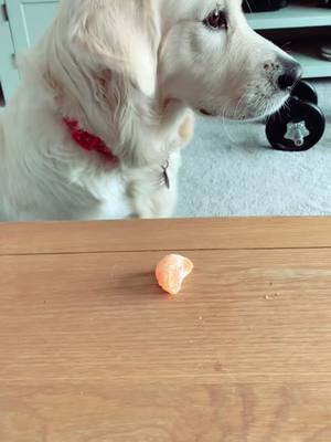 A post by @goldengirlbarley on TikTok caption: Fussy dog rates snacks #goldenretriever #dog #food #snack #dogsoftiktok #fyp #foryou