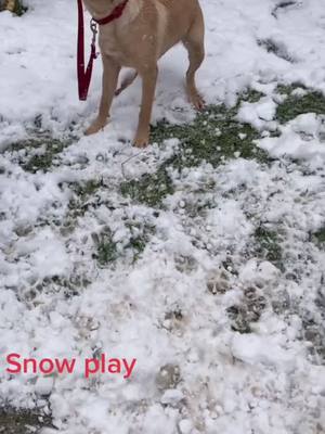 A post by @doggieplay4 on TikTok caption: Snow play #dog#doggieplay4 #snow #bigdogs