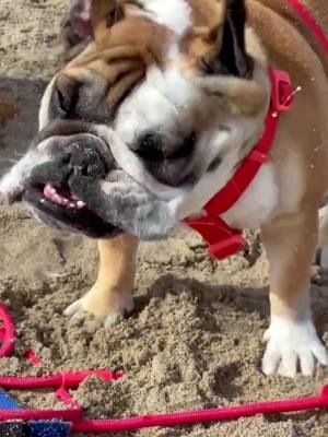 A post by @hannahroseland on TikTok caption: Pop goes to the beach! #puppylove #dogsoftiktok #englishbulldog #bulldog #puppy