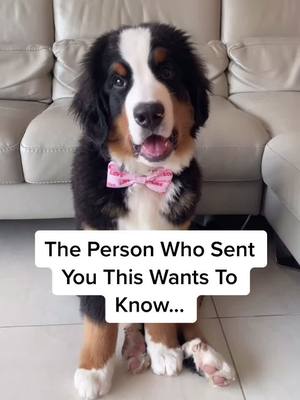 A post by @rolloverrapha on TikTok caption: Cupid sent me #puppy #fyp #foryoupage #foryou #xyzbca #viral #cute #puppiesoftiktok #growupwithme #fy #Love #ValentinesDay