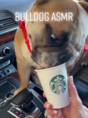 A post by @hannahroseland on TikTok caption: Puppuccino for Poppy #bulldogpuppy #englishbulldog #bulldog #dogsoftiktok #puppuccino #starbucks