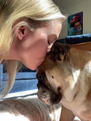 A post by @hannahroseland on TikTok caption: Poppy’s a kisser. I like this trend #kissyourpet #bulldogpuppy #englishbulldog #dogsoftiktok #lunarnewyear #trending